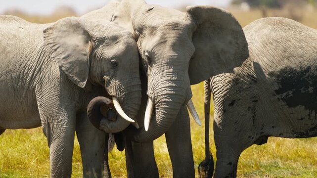 Elephants in African bush