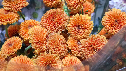 Fototapeta premium Beautiful blooming chrysanthemum flower bouquet wrapped in plastic for sale at a local florist market stall