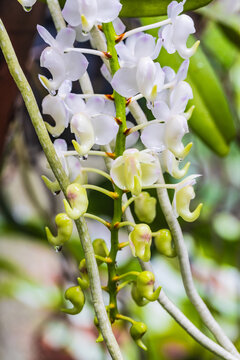 Aerides odorata, Beautiful rare wild orchids in tropical forest of Thailand.