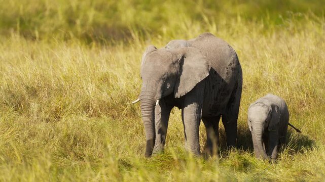 Elephants in African savannah