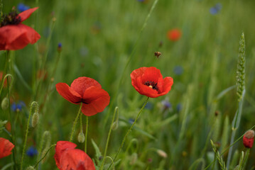 Fototapeta premium Red Poppies Blooming in Green Wheat Field at Sunset