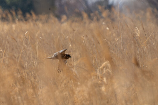 ハイイロチュウヒ（英名Hen harrier）の♀ タカ科チュウヒ属の猛禽で日本には越冬のために飛来するが、生息域が広大な草原湿地で局地的で個体数が少ない！また狩りをするために動くのが早朝や夕暮れ時になるため陽の高い日中は殆ど見かけることがない！ 8:00AM、約200m先のヨシ原の中をを飛ぶところを撮影！