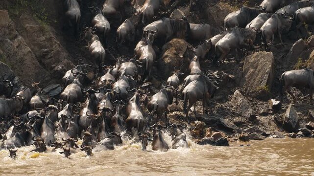 Wildebeest crossing Mara River on annual great migration