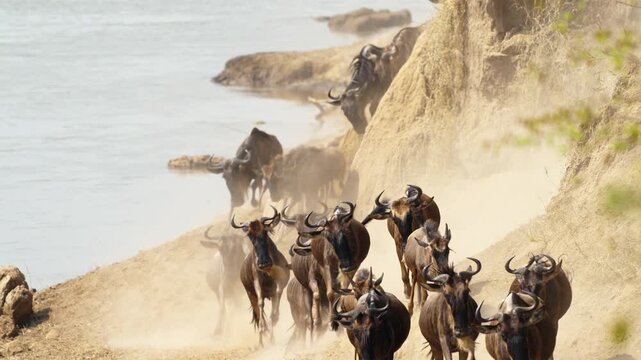 Wildebeest crossing Mara River on annual great migration