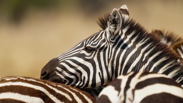 Closeup of zebras in African savannah