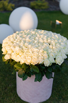 Huge bouquet white roses in pink box on green lawn