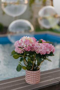 Pink hydrangea flowers in pot by swimming pool