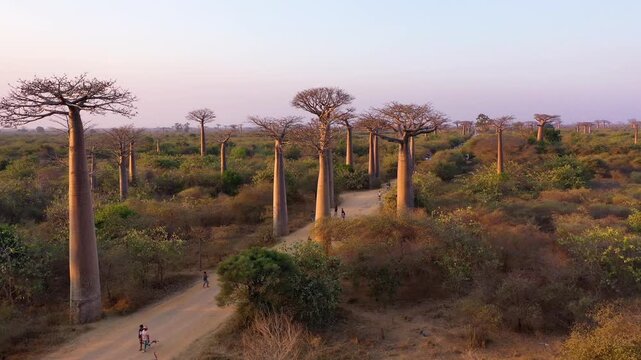 Sunset view of Baobab trees. Morondava, Madagascar