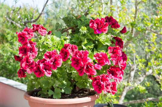 Blooming Red Pelargonium (Pelargonium) Flowers in a Flower Pot on a Sunny Mediterranean Terrace