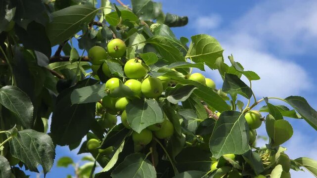 Unripe green apples on Sievers apple tree (Malus sieversii) swaying in wind, beautiful fresh fruit on branch, summer nature background