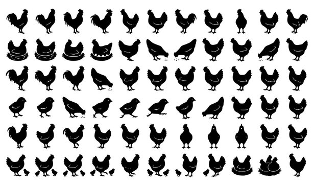 Poultry Farm Breeding Silhouette Icon Set Pack Featuring Various Positions of Roosters Chickens Hens and Newly Hatched Baby Chicks Vector Illustration