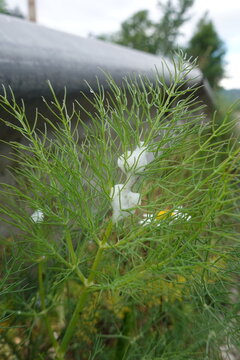 Fennel plant branch showing cuckoo spit foam