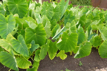 Taro plants growing in a field, showing large green leaves, stalks, and rich textured soil © tonifrito