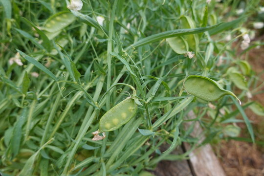 Grass pea lathyrus sativus plant growing in a garden, producing healthy green pods and leaves