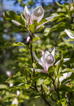 Magnolia 'Soulangeana' tree in bloom