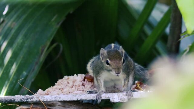 Small striped palm squirrel eating grains of rice on a platform outdoors