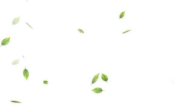 Flying Green leaves over black background. Element Overlay, Realistic green leaf fall animation, falling green leaves on black background.
Falling Leaves Storm &ndash; Whirlwind of Autumn Foliage Loop