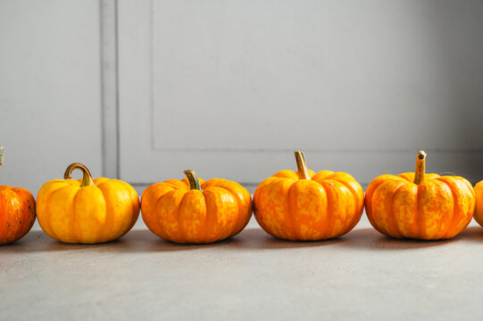 Row of ornamental pumpkins on gray background with copy space