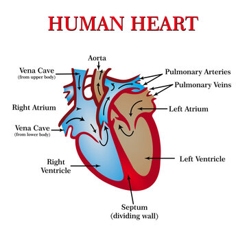 Pulmonary and Systemic Circulation Diagram With Human Heart Vector      
Human Circulatory System Infographic With Heart and Lung Blood Circuit      