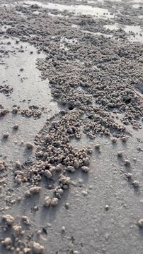 Sand bubbler crabs coastline