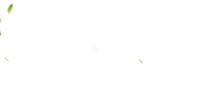 Green leaves are flying in slow motion. transparent alpha, Green Leaves flying with Alpha Channel,
alling on green leaves during a gentle rain shower.