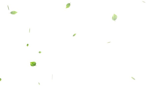 Green leaves are flying in slow motion. transparent alpha, Green Leaves flying with Alpha Channel,
alling on green leaves during a gentle rain shower.