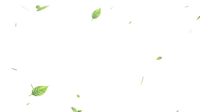 Green leaves are flying in slow motion. transparent alpha, Green Leaves flying with Alpha Channel,
alling on green leaves during a gentle rain shower.