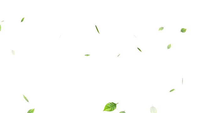 Green leaves are flying in slow motion. transparent alpha, Green Leaves flying with Alpha Channel,
alling on green leaves during a gentle rain shower.