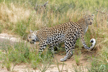 Naklejka premium Leopard (Panthera pardus) cubs with mother moving around for food and water in the red dunes of the Kalahari desert in Kgalagadi Transfrontier Park in South Africa