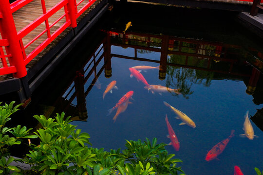 Colorful fancy carp fish (koi fish) in a garden pond in Japan,nishikigoi or orange carp and Red bridge and pond in Japanese garden.