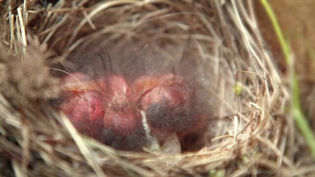 Close up shot of newly hatched featherless baby bird chicks resting together inside a round straw nest in their natural habitat