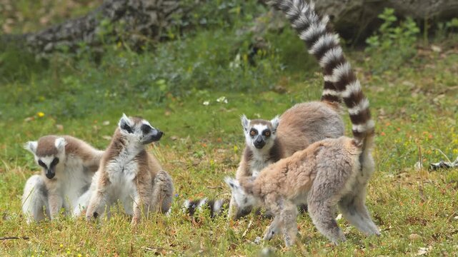 A small group of active ring tailed lemurs interacting and playing on the green grass of their natural habitat