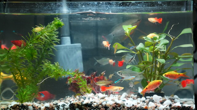 The fishes swimming in the glass fish tank