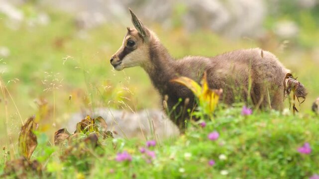 Beautiful wild chamois mountain goat standing alertly in a green alpine meadow filled with blooming colorful wildflowers on a sunny day