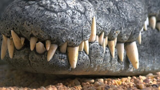 Extreme close up macro shot of the closed jaw of a dangerous crocodile showing sharp yellow teeth and thick scaly skin
