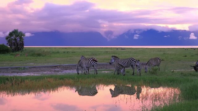 A small herd of wild zebras grazing peacefully near a watering hole reflecting a beautiful purple twilight sky with distant mountains