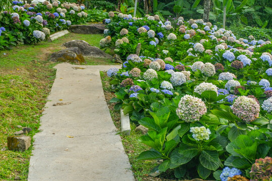Hydrangea flower blooming in flower garden, Hydrangea macrophylla,purple and blue hydrangea bush a in full bloom.