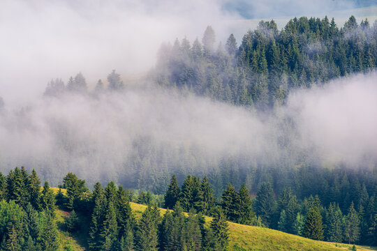 Misty evergreen forest covered by morning fog in mountain landscape.