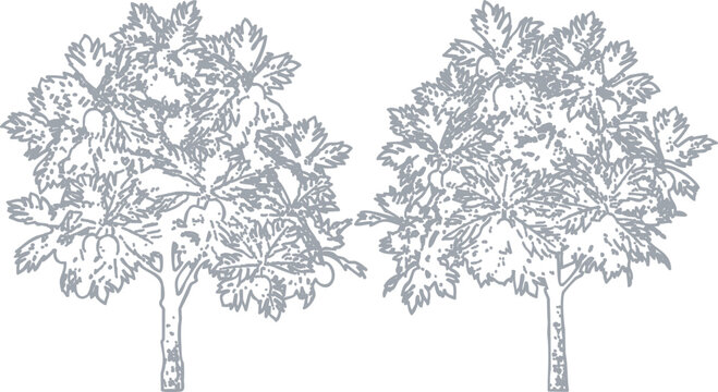Two decorative fig trees with green leaves and ripe fruits for garden design and landscape illustration