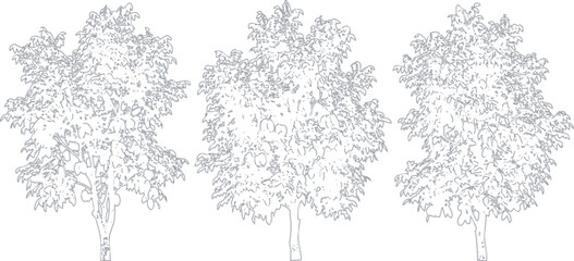 Three hand drawn sketch style deciduous trees set with detailed foliage and textured trunks for landscape design © Asad