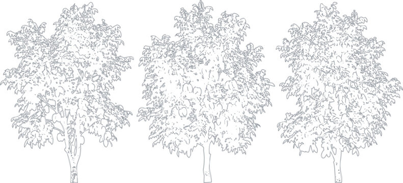 Three hand drawn sketch style deciduous trees set with detailed foliage and textured trunks for landscape design