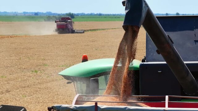 Combine harvester transferring freshly harvested wheat to a tractor-trailer for transport to a grain silo, with another combine harvesting wheat in the background, slow motion.