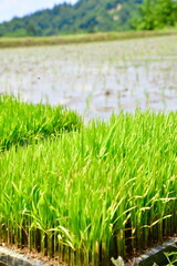 Obraz premium 田植えを待つ稲の苗と水を張った田んぼ（新潟県十日町市）
