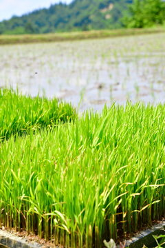 田植えを待つ稲の苗と水を張った田んぼ（新潟県十日町市）