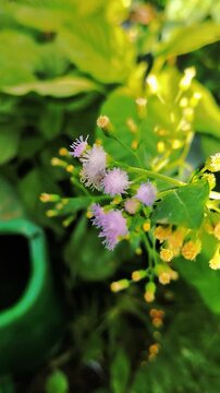 Vibrant Macro Shot of Small Purple Wildflowers and Yellow Buds Nestled in Lush Greenery