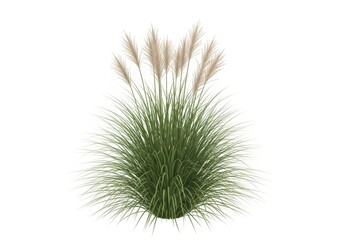 Obraz premium Isolated Ornamental Pampas Grass Plant with Green Leaves and Feathery Plumes for Landscaping Design and Architectural Visualization