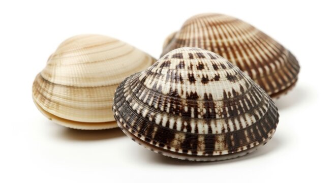 Three fresh raw clams with textured shells grouped together