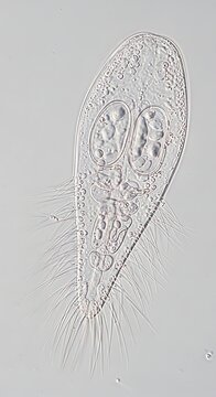 Transparent Ciliate Microorganism Floating Under Light Microscope