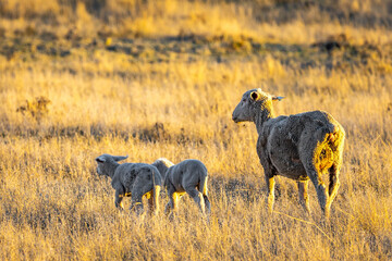 Fototapeta premium Mother Merino Ewe with Two Newborn Lambs at Sunset