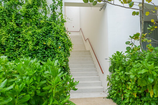 Empty white staircase and tree,minimal style,garden in morning,Long stair concrete in office building.